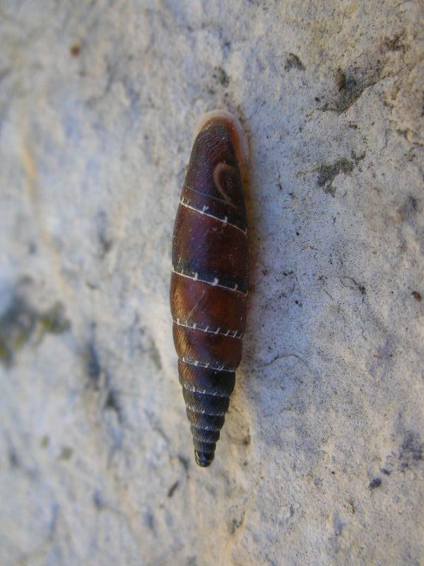 Charpentieria (Itala) clavata lorinae (Gredler, 1869)